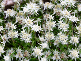 Edelweiss züchten